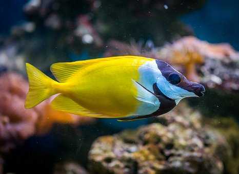 10月，愛情運如魚得水，對舊愛依依不捨，決定再愛一回的四大星座